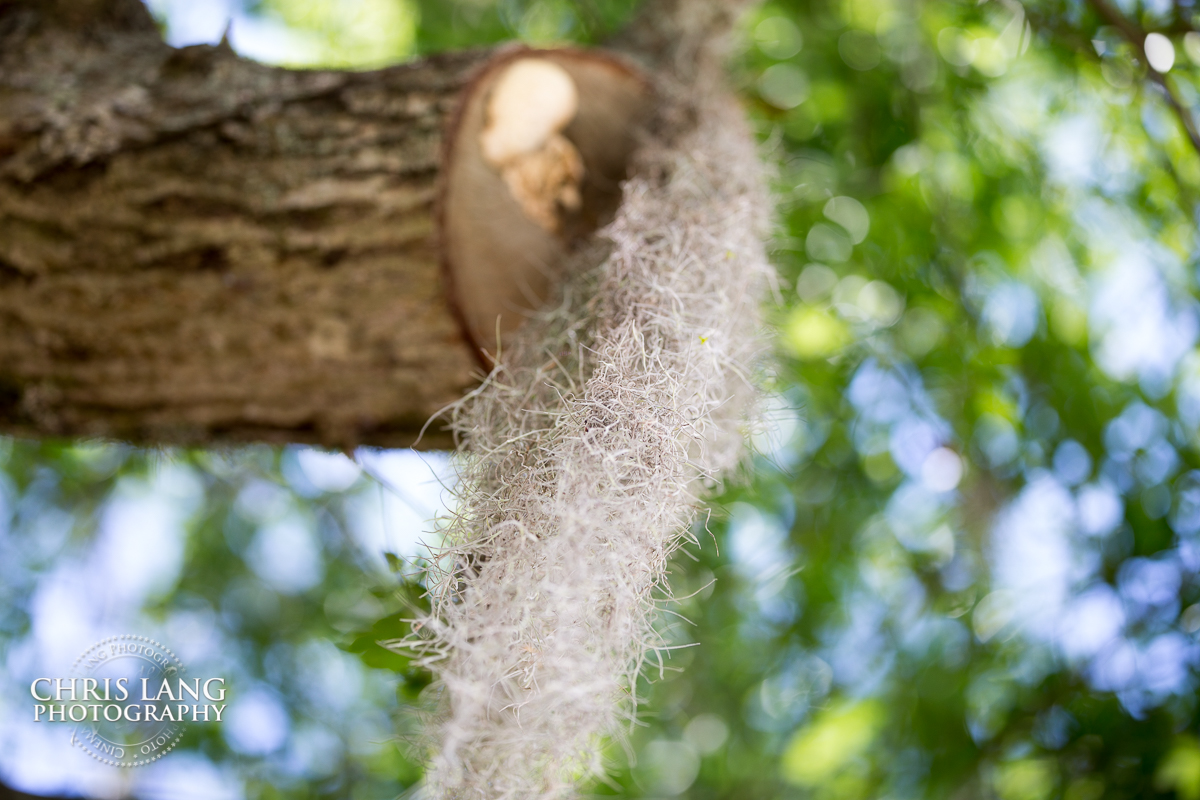 Image of spanish Moss at Wrightsville Manor wedding venue in Wilmington NC - Southern Weddings